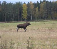 Morgonbesök av familjen älg (091011)