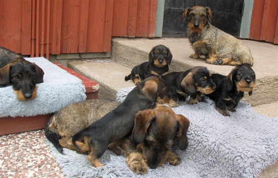 Basil, Reidun, Saffran & valpmaffian