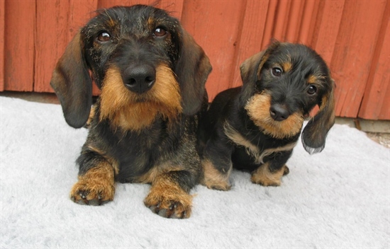 "Charlie" och pappa Basil