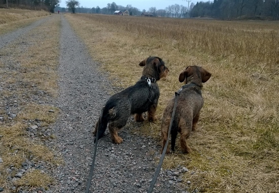 Divan o Dansa på banvallen på väg till Nossan