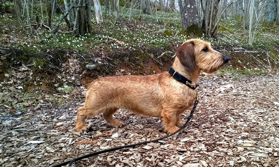 Iris i kanten av skogen med alla vitsippor